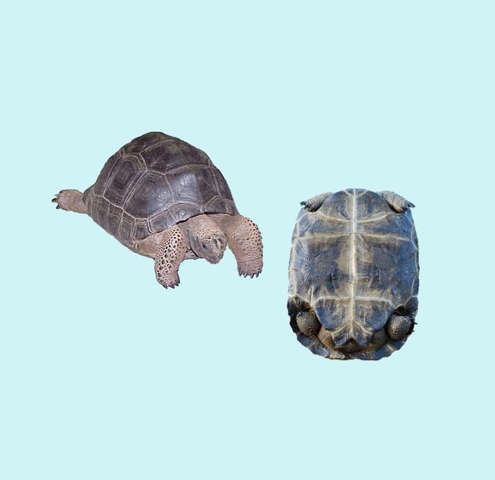 Aldabra Tortoise