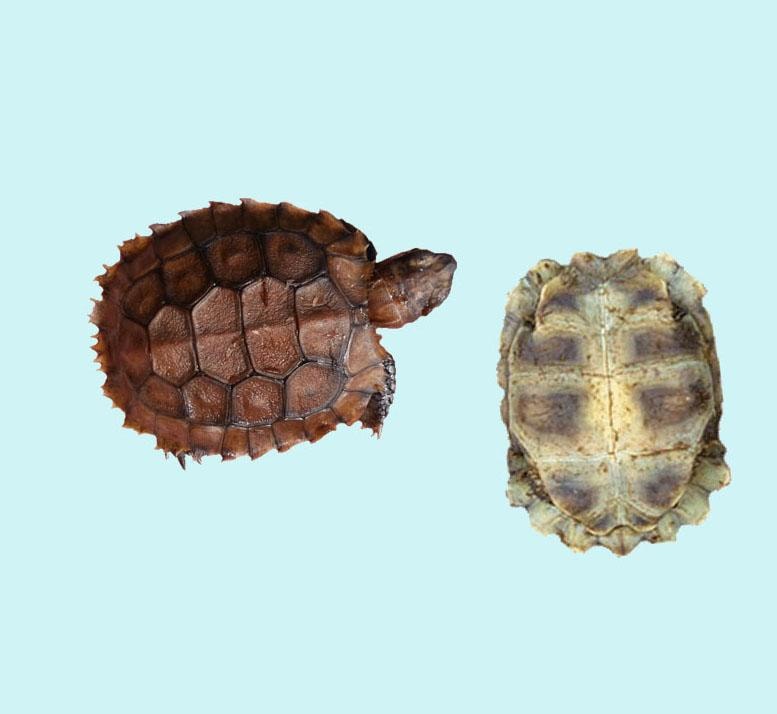 Hingeback Tortoise