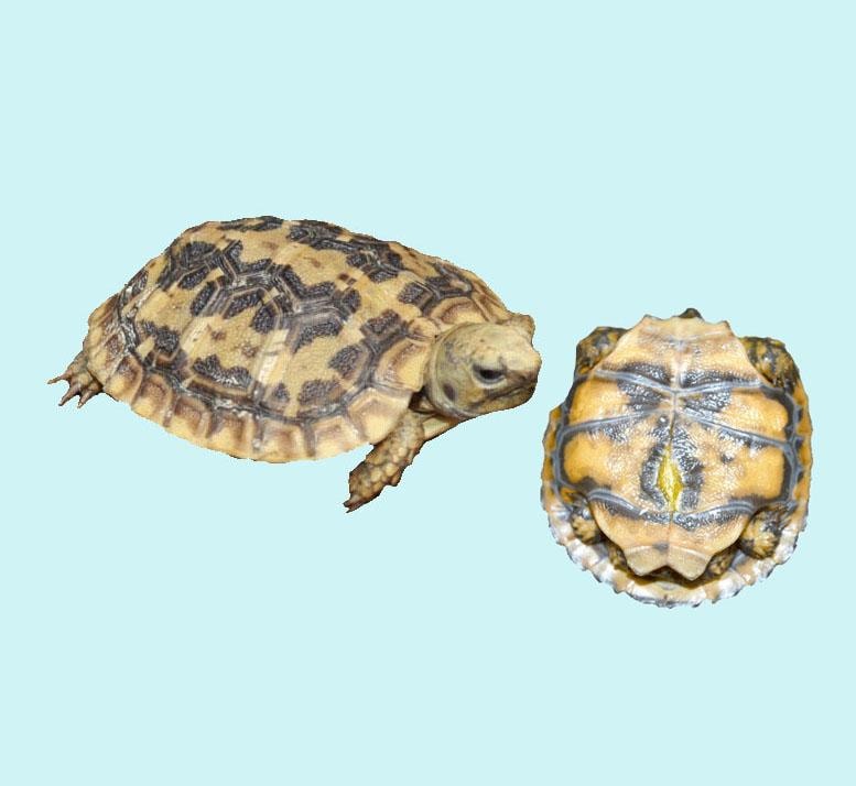 Pancake Tortoise
