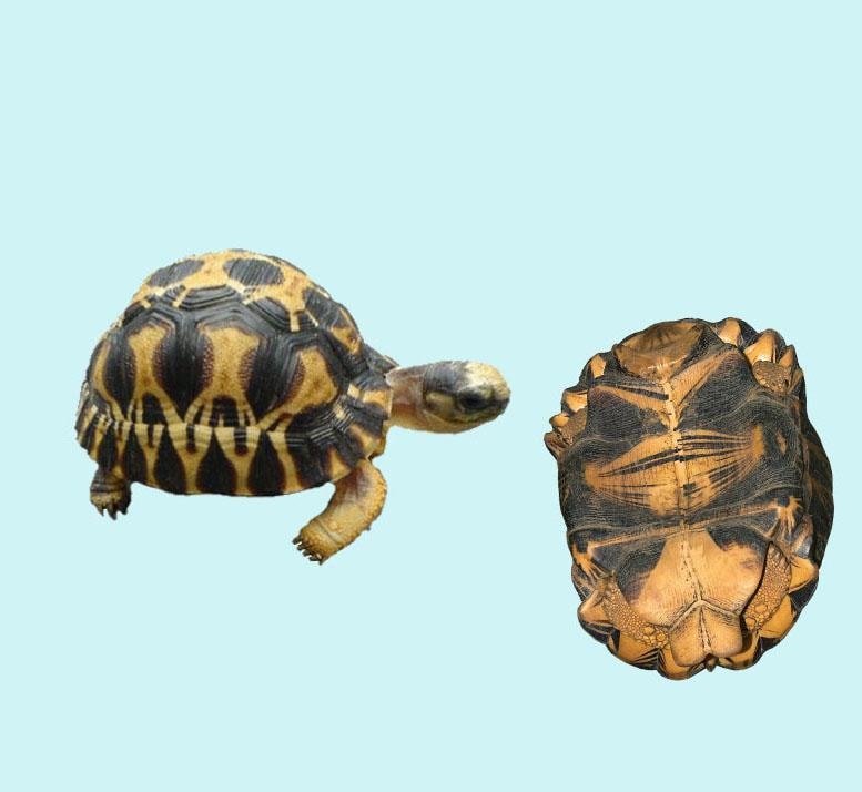 Radiated Tortoise