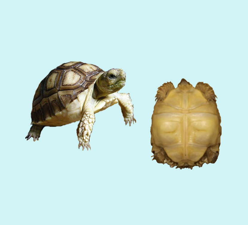 Sulcata Tortoise