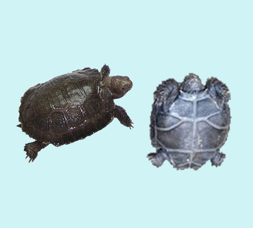 Burmese Mountain Tortoise