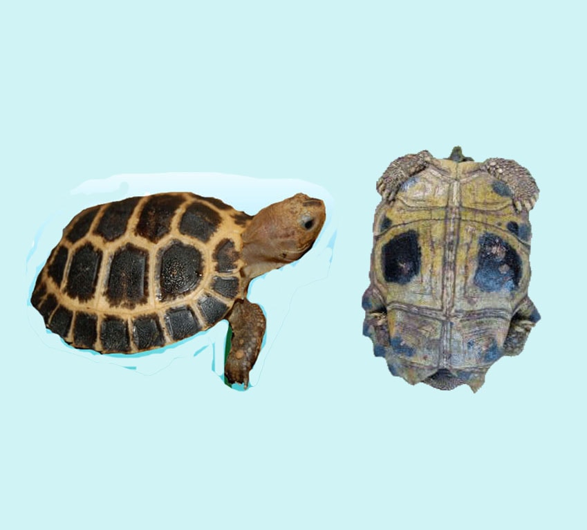 Forsten's Tortoise