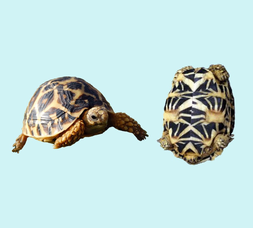 Indian Star Tortoise