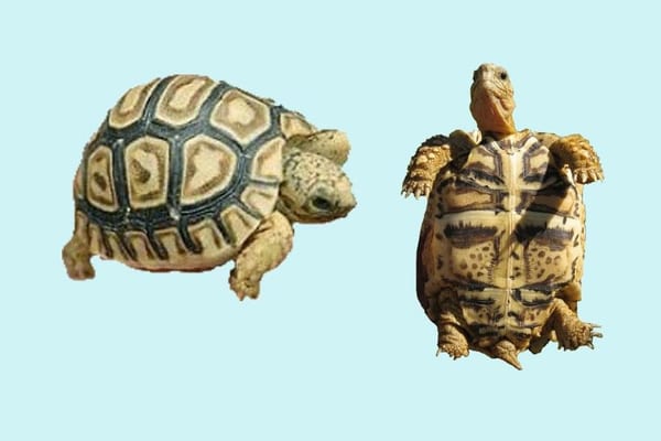 Leopard Tortoise