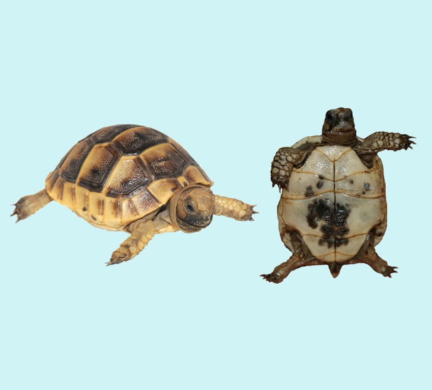 Greek Tortoise