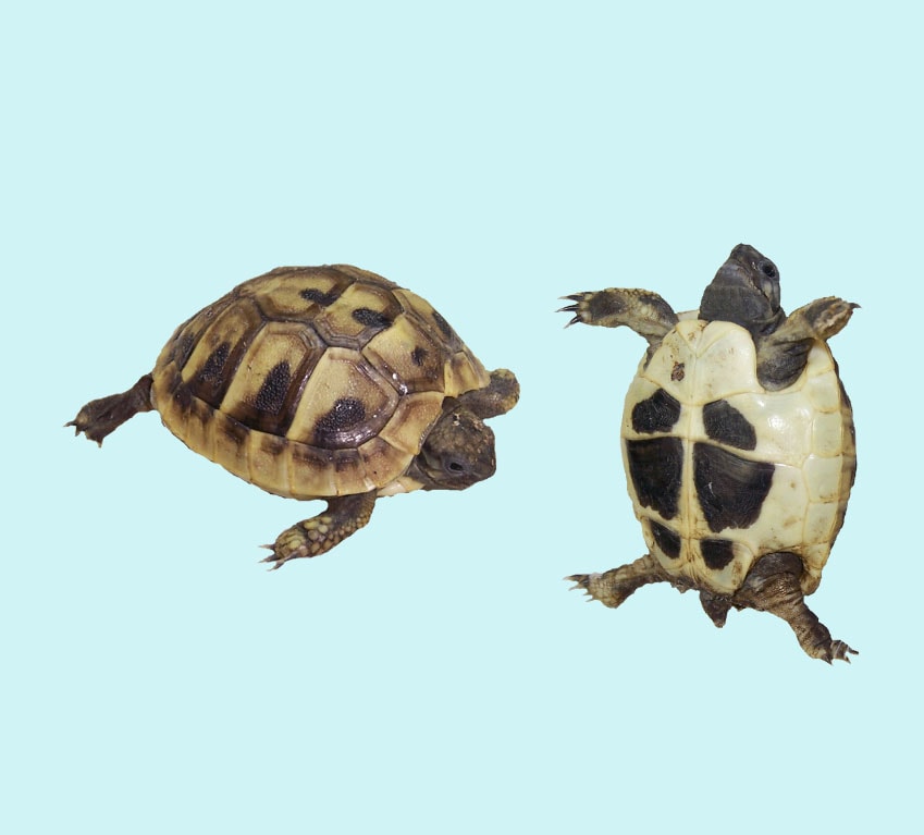 Hermann's Tortoise