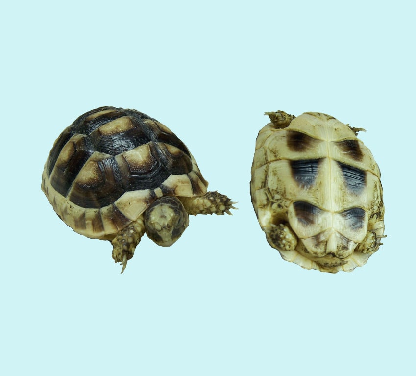Marginated Tortoise