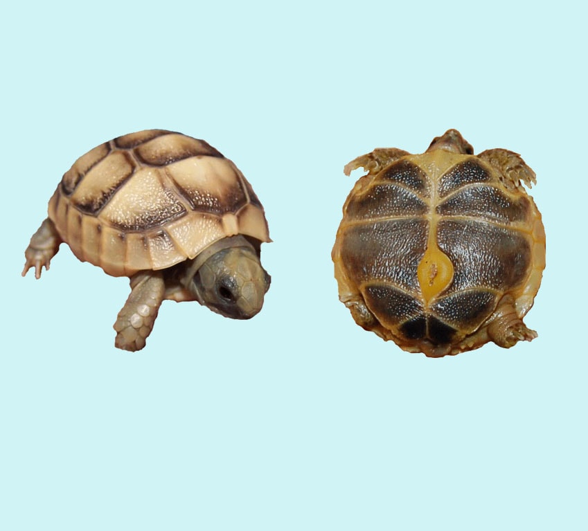 Russian Tortoise