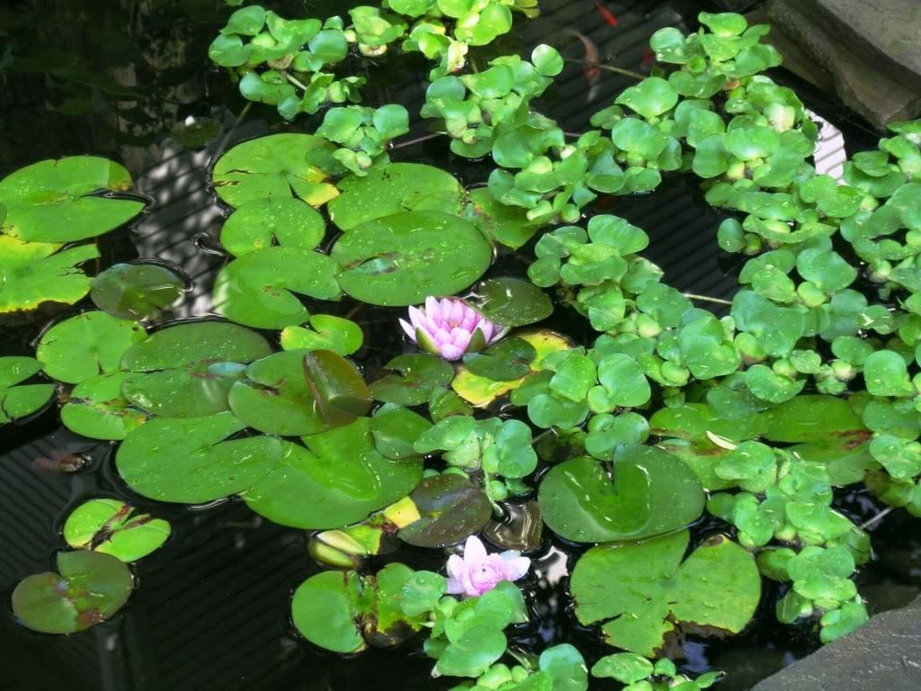 Water lilies and aquatic plants floating on a pond surface