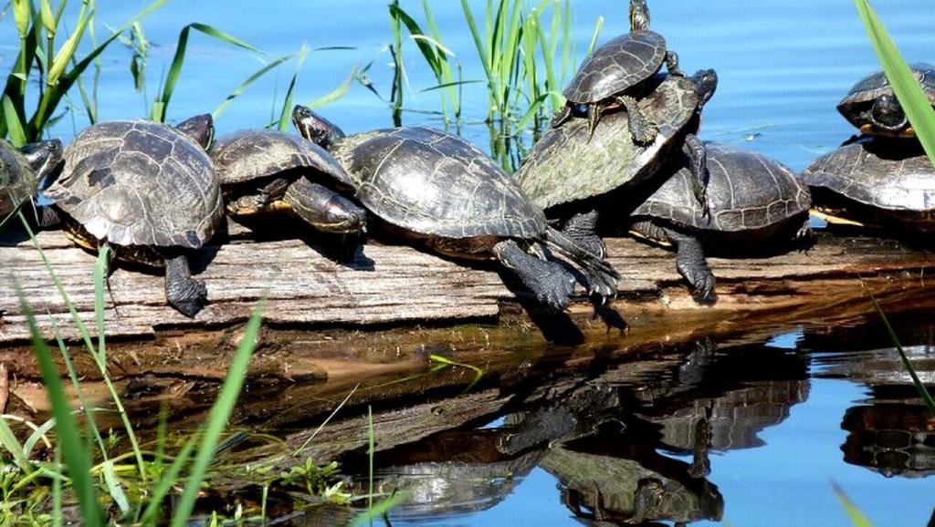 Group of turtles basking on a log by the water