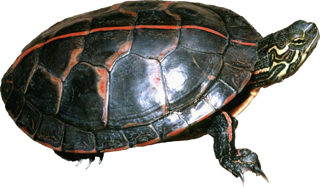 Red-bellied turtle
