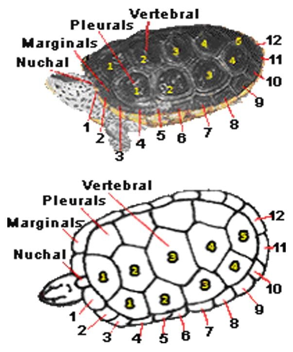 Diagram labeling vertebral, marginal, nuchal, and pleural scutes on a turtle shell