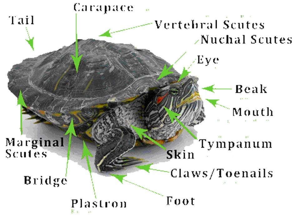 Labeled diagram of a turtle showing eye, beak, mouth, tympanum, skin, claws, foot, plastron, bridge, marginal scutes, carapace, vertebral scutes, nuchal scutes, and tail