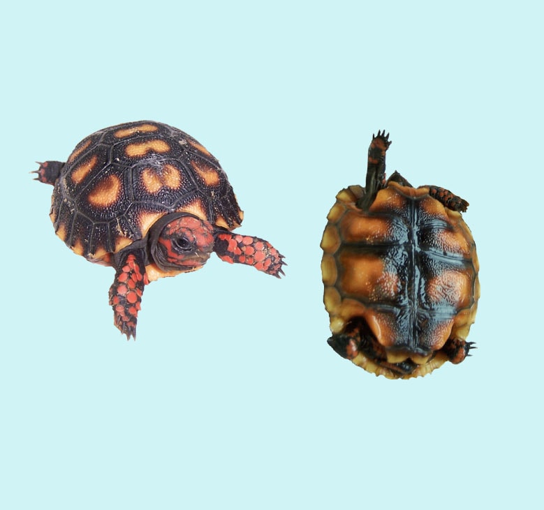 Cherryhead Tortoise