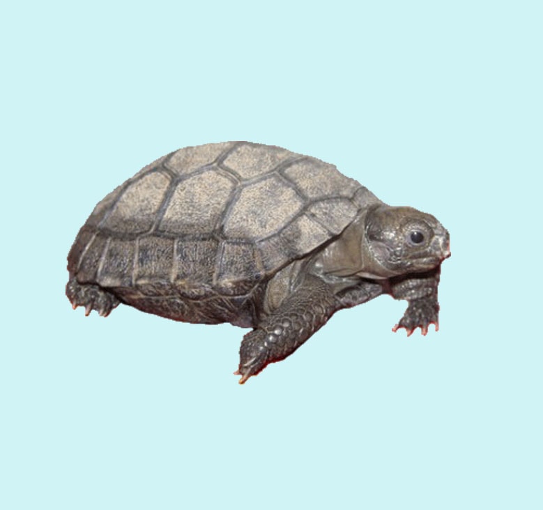 Galapagos Tortoise
