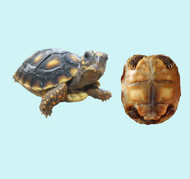 Redfoot Tortoise