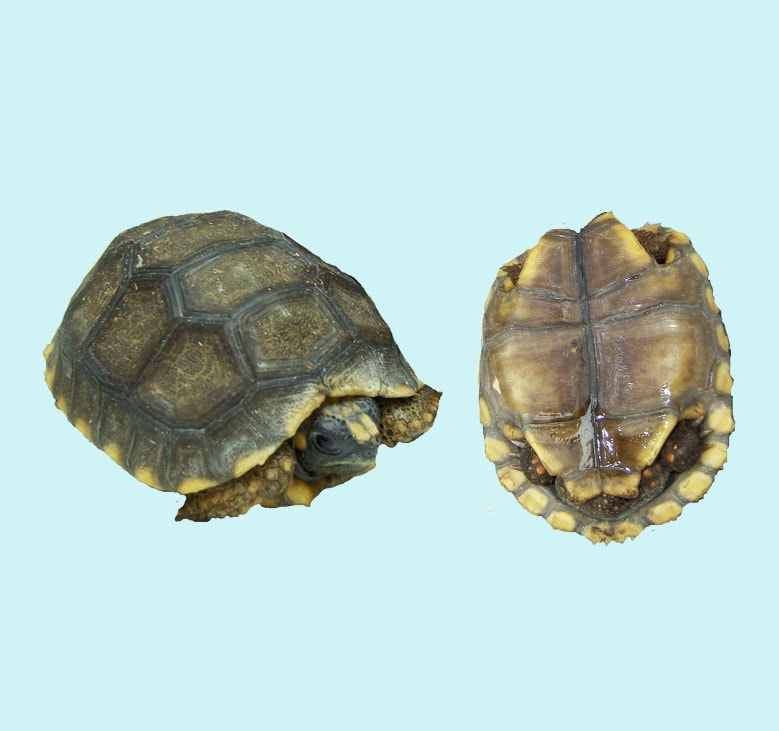 Yellowfoot Tortoise